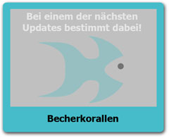 Becherkorallen Becherkorallen