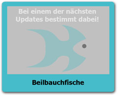 Beilbauchfische