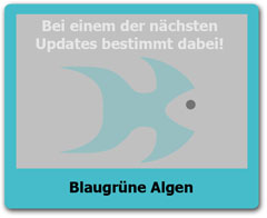 Blaugruene_Algen