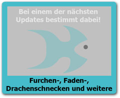 Drachenschnecken Drachenschnecken