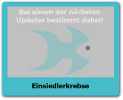 Einsiedlerkrebse Einsiedlerkrebse