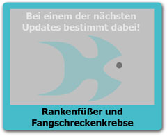 Fangschreckenkrebse Fangschreckenkrebse