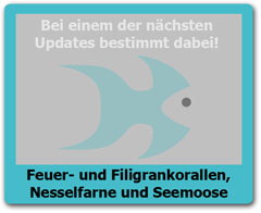 Feuerkorallen Feuerkorallen