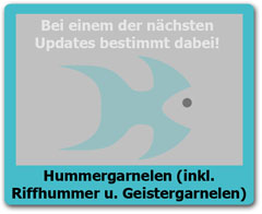 Hummergarnelen Hummergarnelen