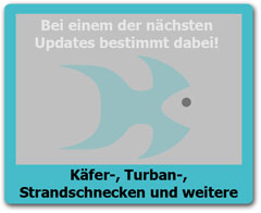 Kaeferschnecken Kaeferschnecken