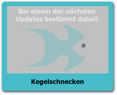 Kegelschnecken Kegelschnecken