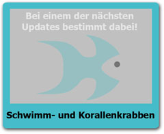 Korallenkrabben Korallenkrabben