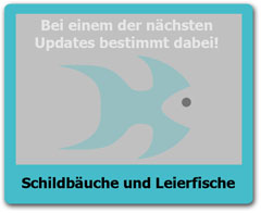 Leierfische