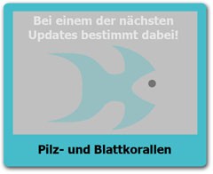 Pilzkorallen Pilzkorallen