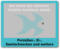Porzellanschnecken Porzellanschnecken