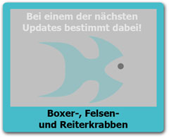 Reiterkrabben Reiterkrabben