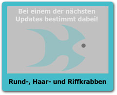 Riffkrabben Riffkrabben