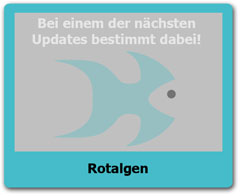 Rotalgen