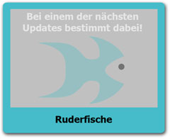 Ruderfische