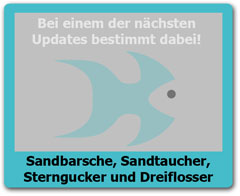 Sandbarsche