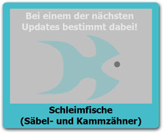 Schleimfische