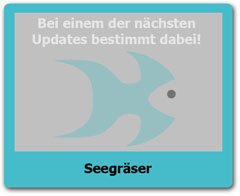 Seegraeser