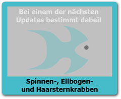 Spinnenkrabben Spinnenkrabben