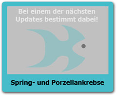 Springkrebse Springkrebse