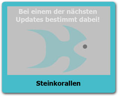 Steinkorallen Steinkorallen