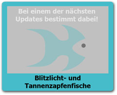 Tannenzapfenfische