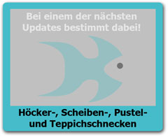 Teppichschnecken Teppichschnecken