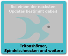 Tritonshoerner Tritonshoerner