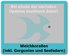 Weichkorallen Weichkorallen